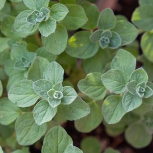 Oregano