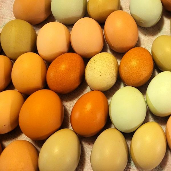 Eggs - Image 2