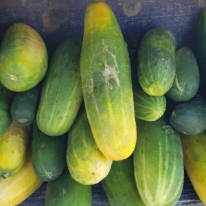 Cucumbers