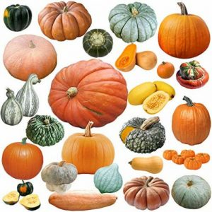 Pumpkins and Gourds