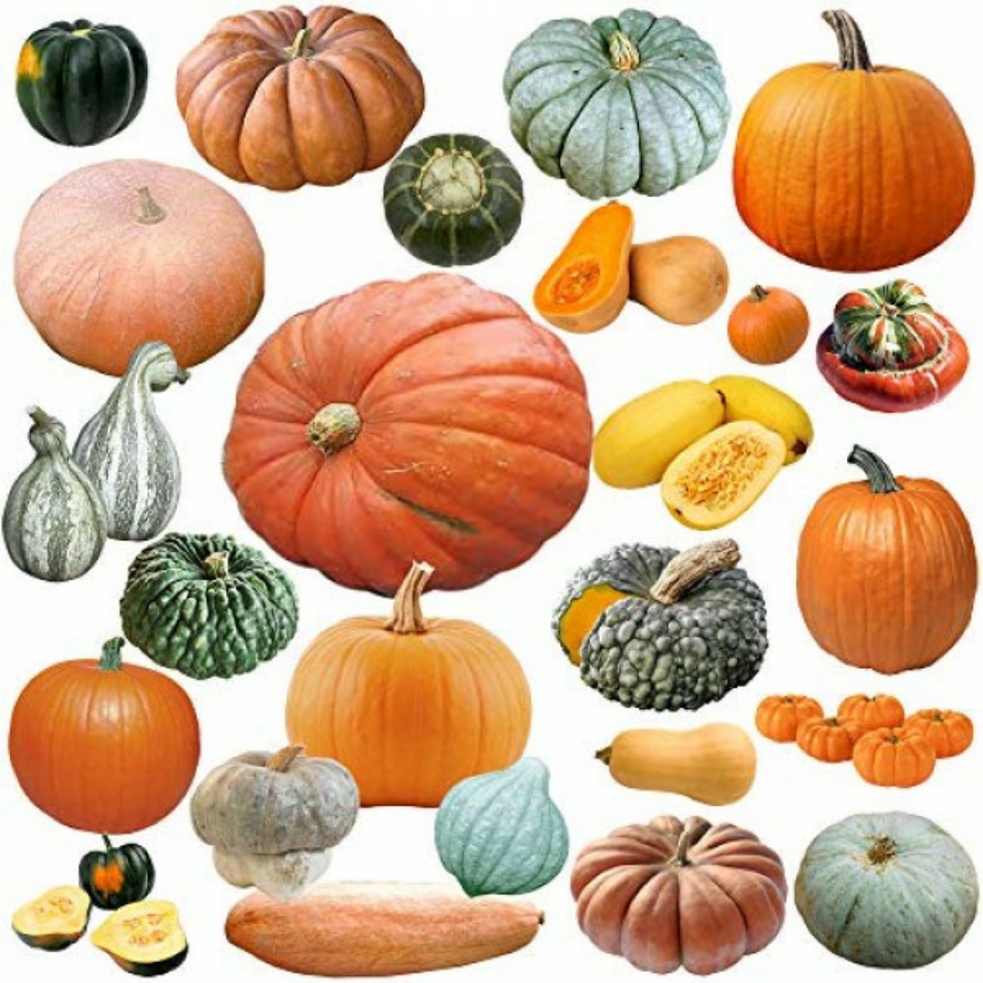 Pumpkins and Gourds
