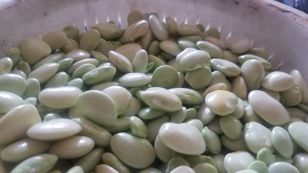 Lima Beans (1.5lbs Unshelled) - Image 2