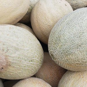 Cantaloupe