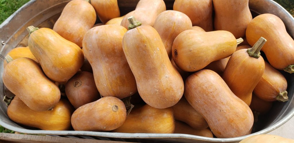 Honeynut Squash (Mini-Butternut)