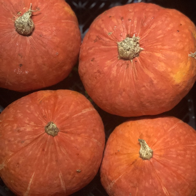 Kabocha Squash
