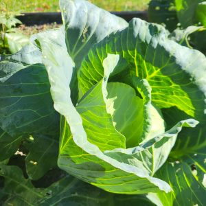 Cabbage