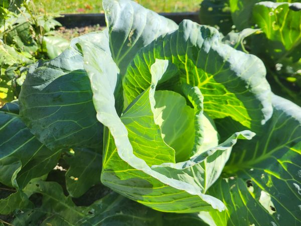 Cabbage