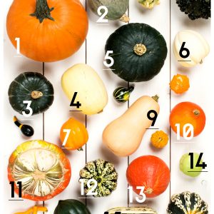 Winter Squash