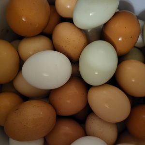 Meat Eggs Dairy