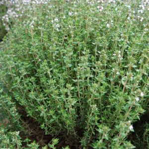 Thyme