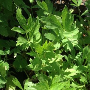 Lovage