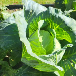 Cabbage